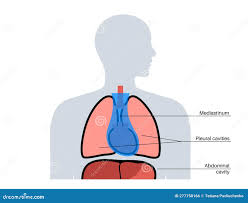 <p>Mediastinum</p>