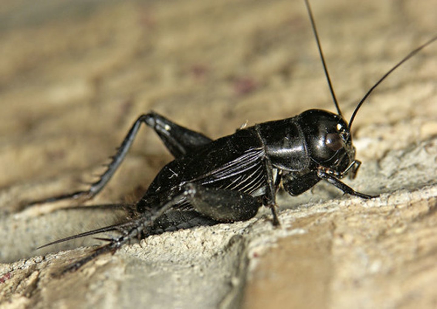 <p>Crickets</p>