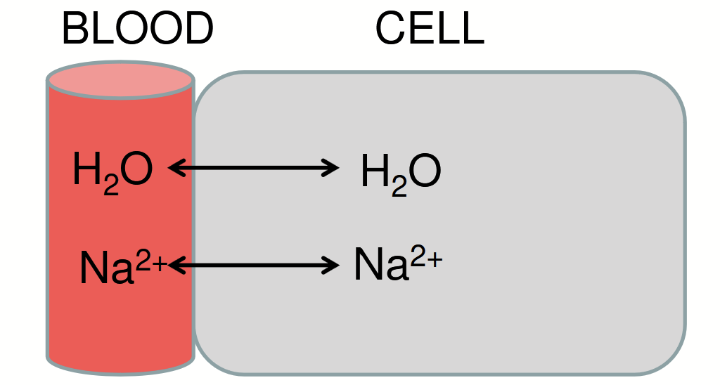 <p><strong>Water intake &gt;&gt;&gt; kidney’s ability to process (~0.9 L/h). </strong></p><p>Leads to imbalance between electrolytes (particularly sodium) and water.</p>