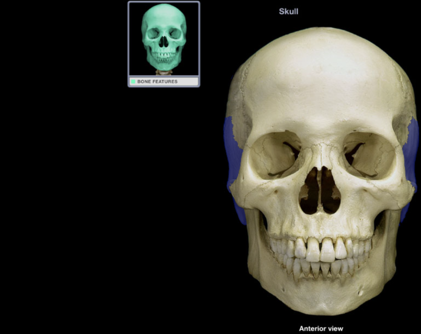 <p>Temporal bone</p>