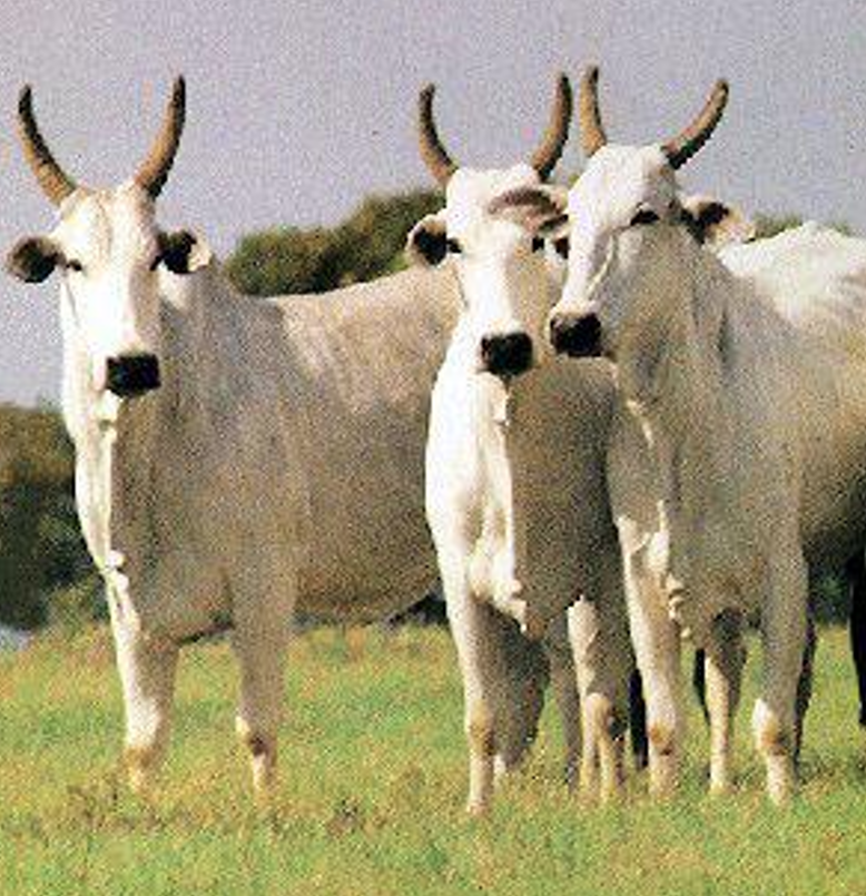 <ul><li><p><strong>Thinnest </strong>of the American Breeds</p><ul><li><p><strong>Tight skin</strong></p></li></ul></li><li><p>Unique, <strong>upward horn shape</strong></p></li><li><p><strong>Refined and small udders</strong></p></li><li><p>Used to <strong>create the Brahman</strong></p></li><li><p><strong>Most will be white</strong></p><ul><li><p>Jackson will show a white one!!!</p></li></ul></li></ul><p></p>