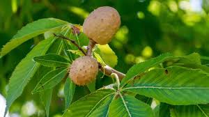 <p><span>A large, round, leathery capsule with a thick, prickly or weakly warty husk that turns brown when ripe in the fall.</span><br><span>Husk orange-brown with short spines, seeds smooth with a rich reddish brown color. 1-3 Buckeyes per fruit.</span></p>