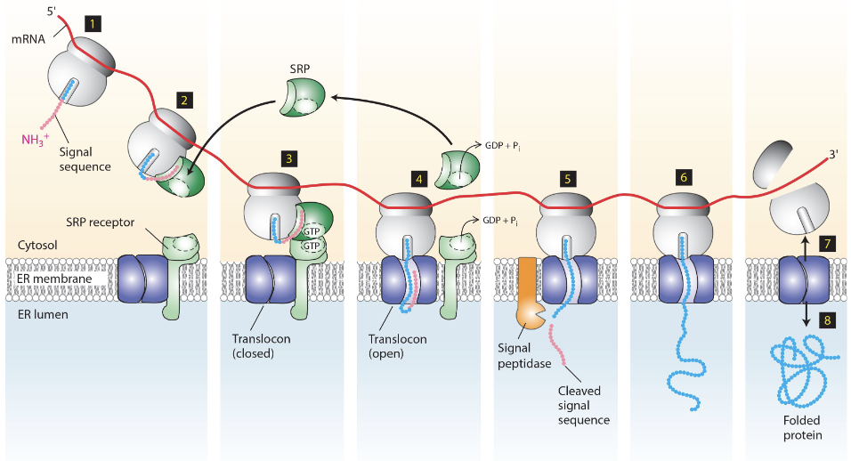 <ol><li><p>Signal sequence formed from nascent polypeptide-mRNA-ribosome complex</p></li><li><p>signal sequence recognized by P54 of the SRP to form SRP-nascent-polypeptide-mRNA-ribosome complex</p></li><li><p>P54 interacts with alpha subunit of SRP receptor, bringing the complex to the ER</p></li><li><p>complex is docked to the ER translocator, opens it and enters. P54 and alpha subunit of SRP hydrolyze GTP to GDP</p></li><li><p>Signal polypeptides cleaves the signal sequence</p></li><li><p>mRNA translation within ER lumen</p></li><li><p>translocator closes, ribosome is released</p></li><li><p>protein folding begins</p></li></ol><p></p>