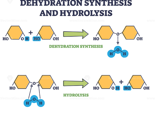<p>-Reverse dehydration reaction -Breaking covalent bonds between monomers; water molecule breaks the bond as the hydroxyl bonds to one monomer and hydrogen bonds to the other -Investing water; releasing energy</p>