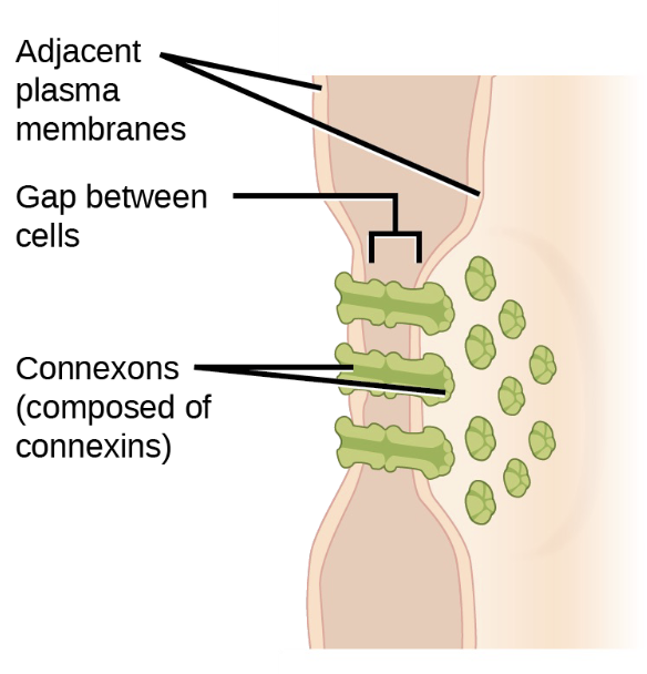 <p>Gap junctions</p>