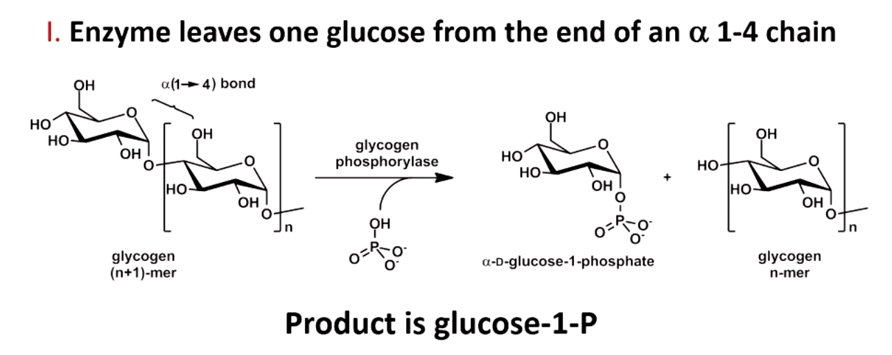 <p>rate limiting, regulated step</p><p>leaves one glucose from end of alpha 1,4 chain (produces glucose 1-P)</p><p>allows very rapid generation of glucose</p>