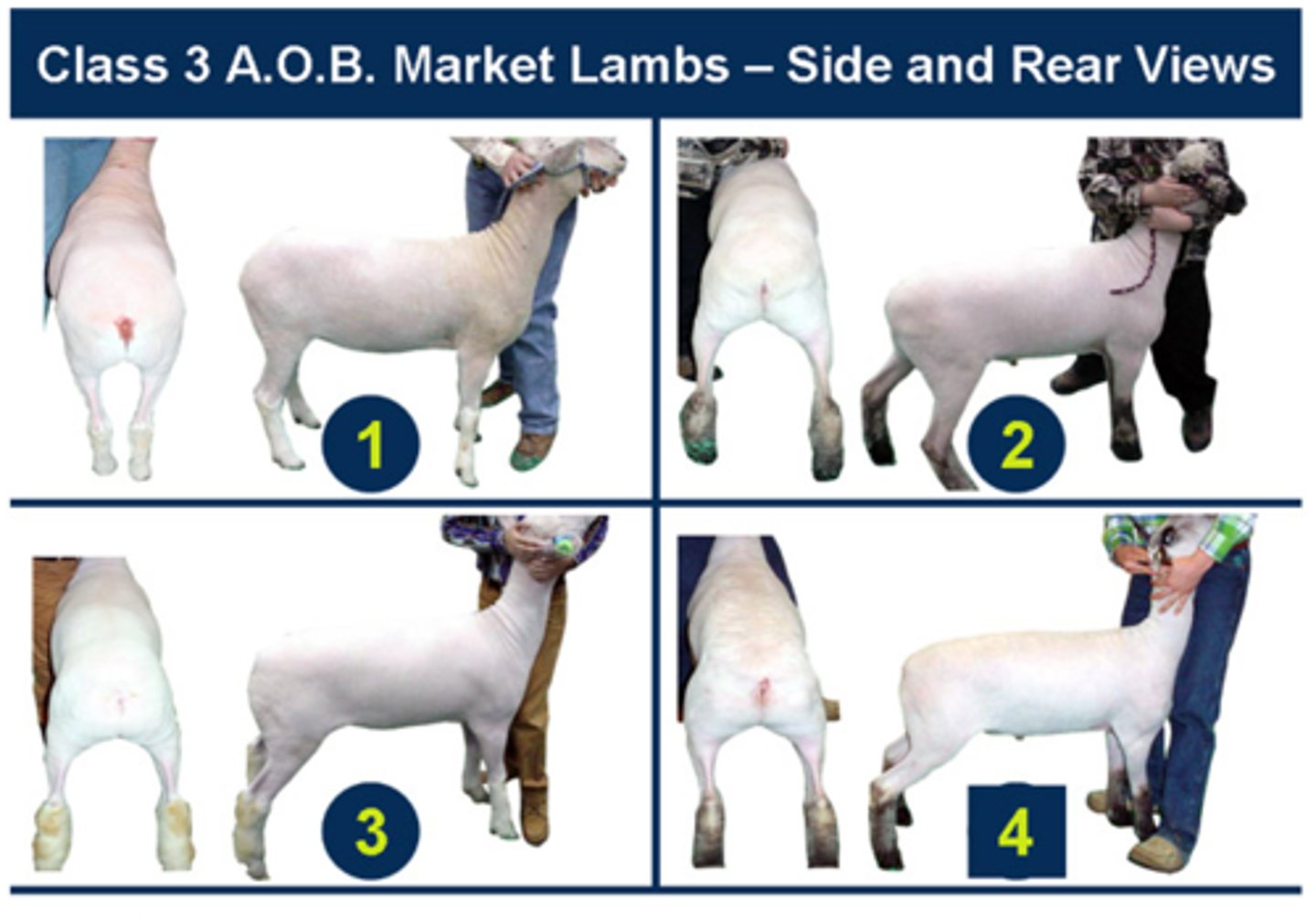 <p>Which market lamb is the fattest over the dock?</p>