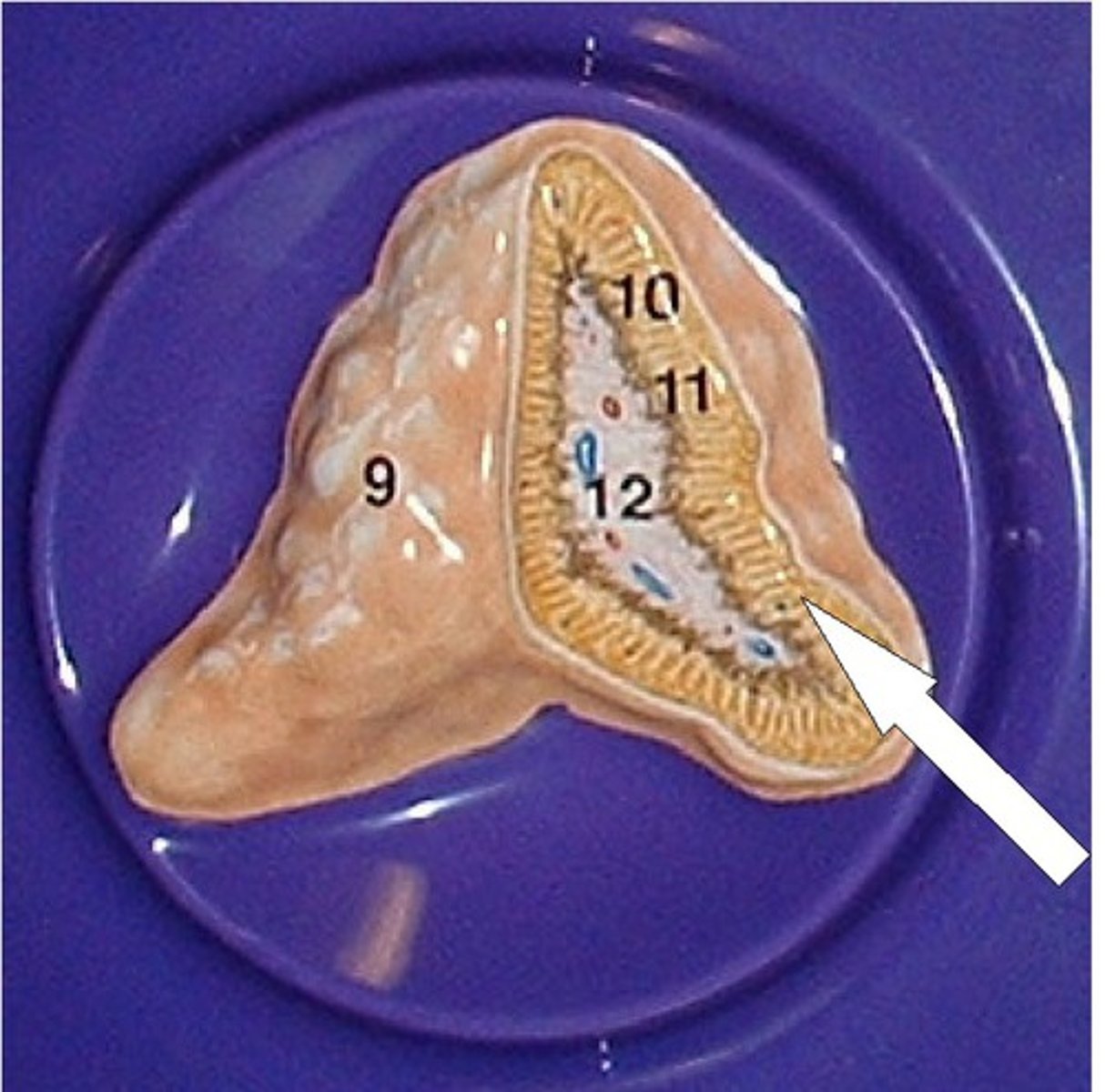 knowt flashcard image