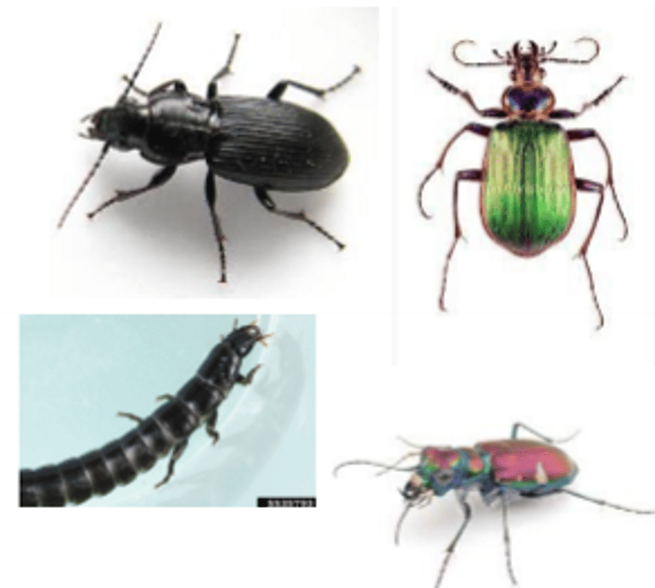 <p>Ground beetles</p>