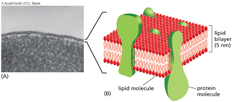 <ul><li><p>&nbsp;embedded and associated with proteins&nbsp;</p><ul><li><p>the proteins embedded carry out functions that  give the membrane individual characteristics&nbsp;</p></li></ul></li><li><p>lipids are arranged in 2 closely apposed sheets&nbsp;</p></li><li><p> permeability barrier to most water soluble molecules</p></li></ul><p></p>