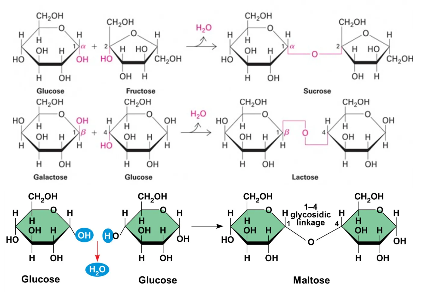 <ul><li><p>Contain two monosaccharides joined by condensation reaction</p></li><li><p>Soluble and sweet to taste</p></li><li><p>Examples</p><ul><li><p>Sucrose is composed of glucose and fructose</p></li><li><p>Lactose is composed of galactose and glucose</p></li><li><p>Maltose is composed of two glucose molecules</p></li></ul></li></ul>