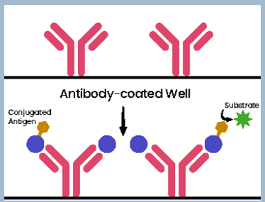 <p>Involves competition between the binding of the sample antigen and conjugated antigen to a specific amount of antibody. The more antigen in the sample, the less conjugated antigen binds and the lower assay signal.</p>