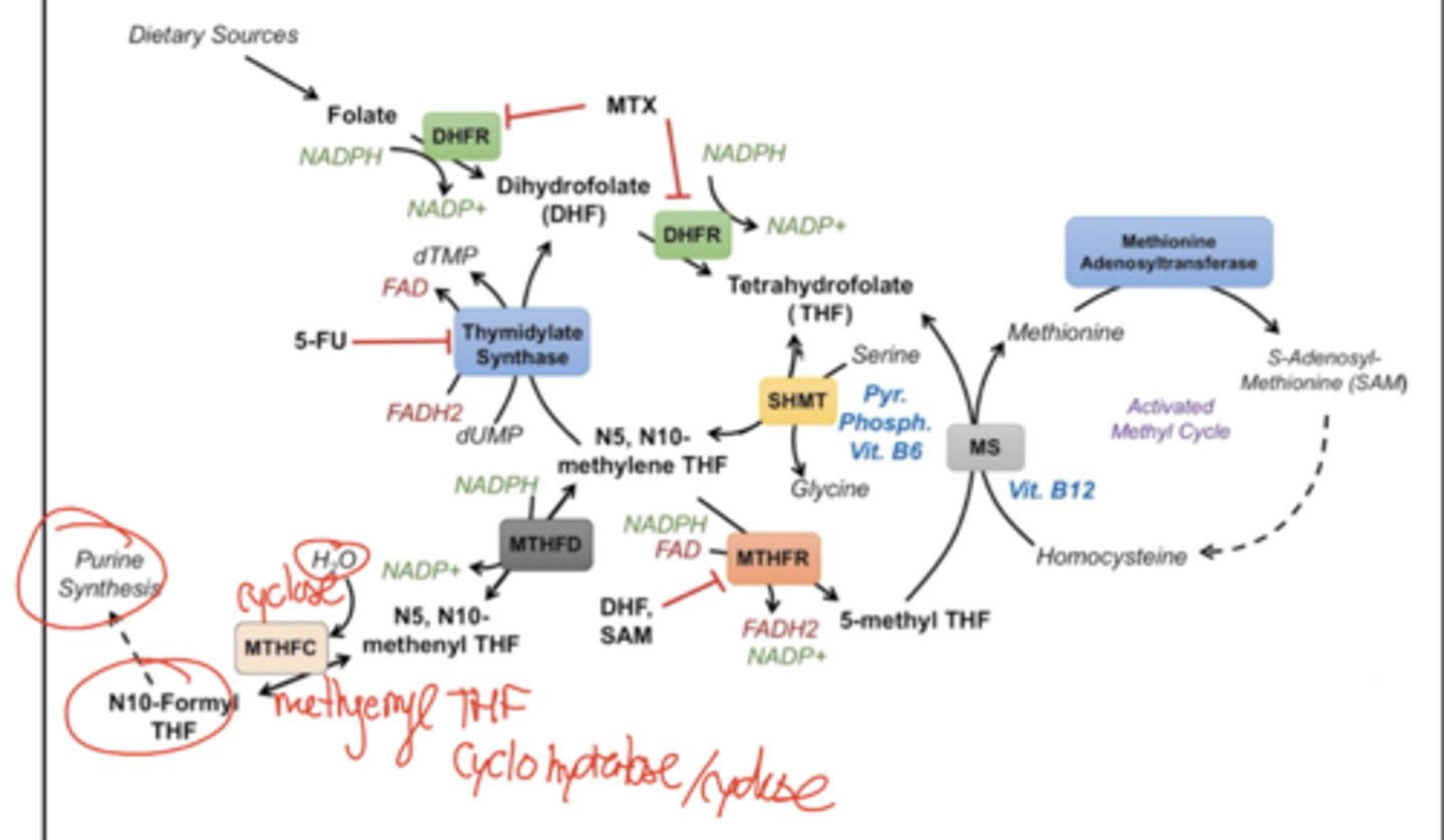 <p>N5N10 metheYL THF is converted into N10-formyl THF by methenyl THF cyclase/cyclohydratase. This requires H2O. The formyl can be used for purine synthesis.</p>