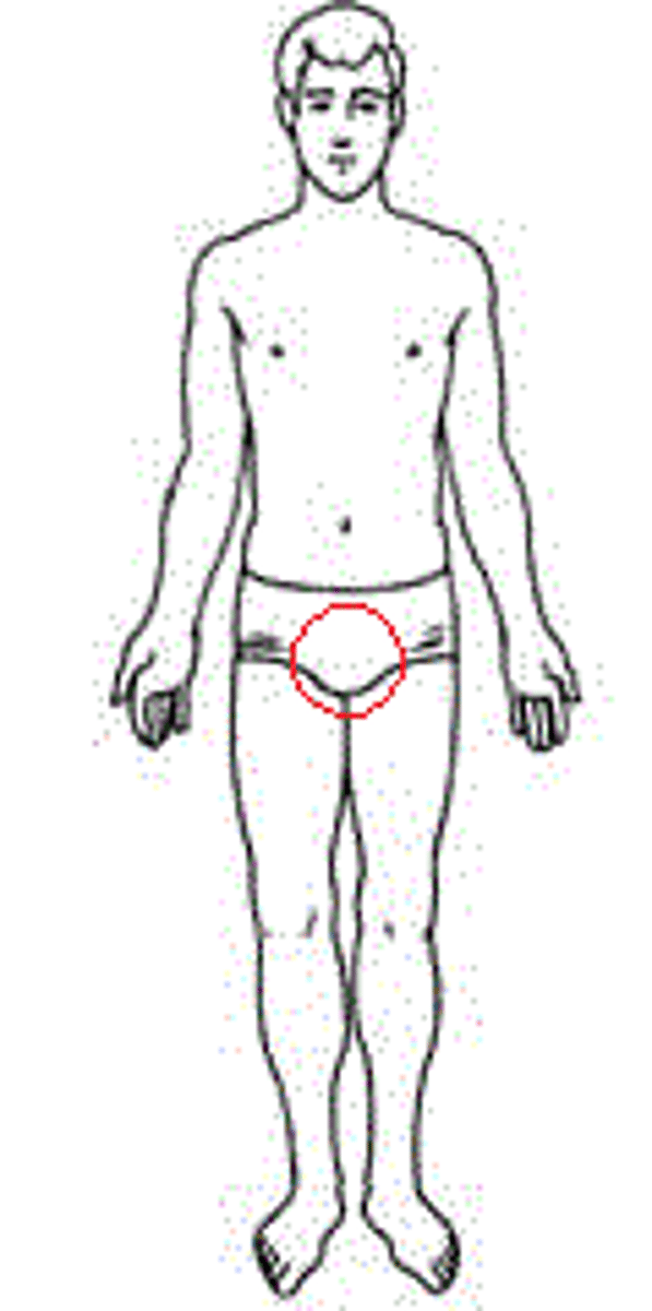 <p>Pertaining to the area located between the animals's rear legs where genitals are found</p>