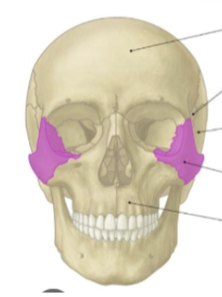 <p>contributes to the later wall and floor of orbital cavity</p><p>cheekbones</p>