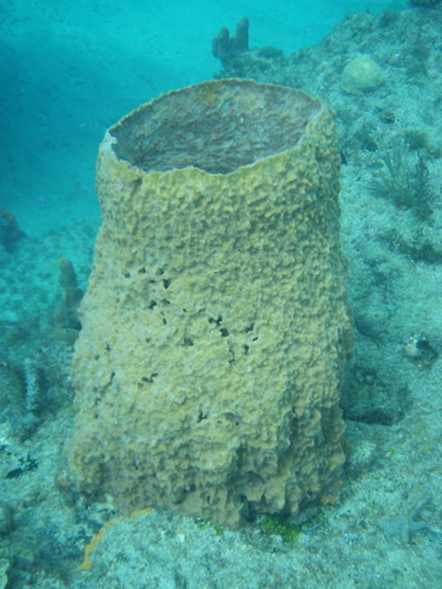 <p>phylum of animals with no true tissues, but a porous body with rudimentary endoskeleton</p>