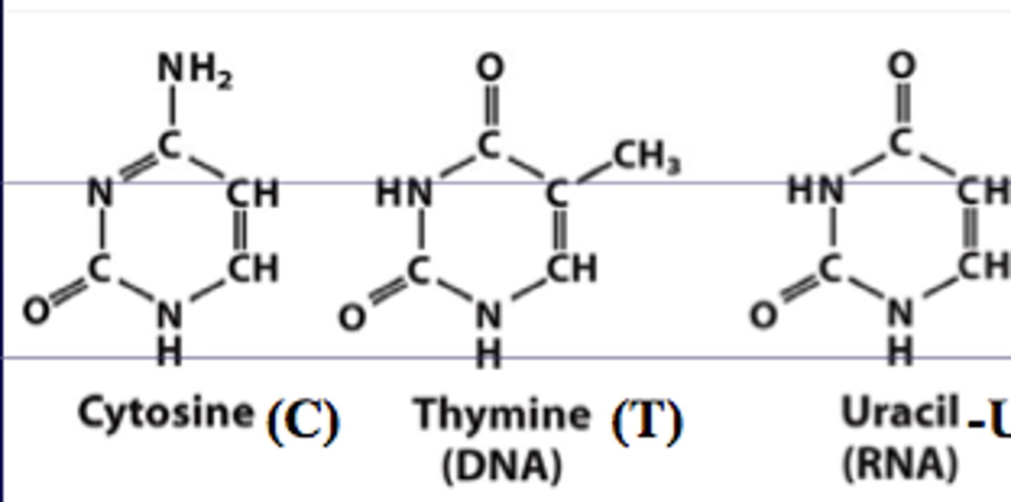 <p>pyrimidines</p><p>-cytosine (C)</p><p>-thymine (T)</p><p>-uracil (U)</p>