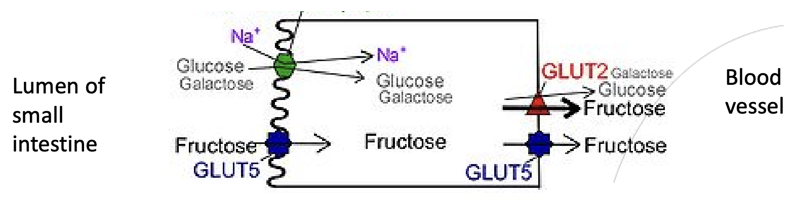 <p>Happens in small intestine - enterocytes</p><p><strong>Lumen</strong> of small intestine → <strong>bloodstream</strong> in blood vessels</p><p><strong><em><u>Glucose/Galactose transport:</u></em></strong></p><ol><li><p>Na<sup>+</sup> exits enterocytes into blood vessels via Na-K pump.</p></li><li><p>Na<sup>+</sup> concentration gradient forms: High concentration in lumen, low concentration in enterocytes</p></li><li><p>Na<sup>+</sup> enters enterocytes via co-transport with glucose and galactose.</p></li><li><p>Other transport proteins facilitate movement of glucose/galactose out of enterocytes, into bloodstream</p></li></ol><p><strong><em><u>Fructose transport:</u></em></strong></p><ol><li><p>Fructose transported via facilitated diffusion</p></li></ol><p></p>