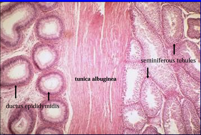 <p>Testis (right) and epididymis (left). 20X. The epididymis contains ducts which are lined by a pseudostratified columnar epithelium; the testis contains tubules lined by a stratified epithelium. </p>