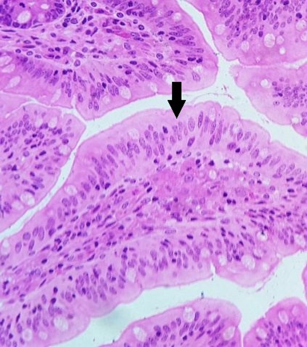 <p>Identify the tissue.</p>