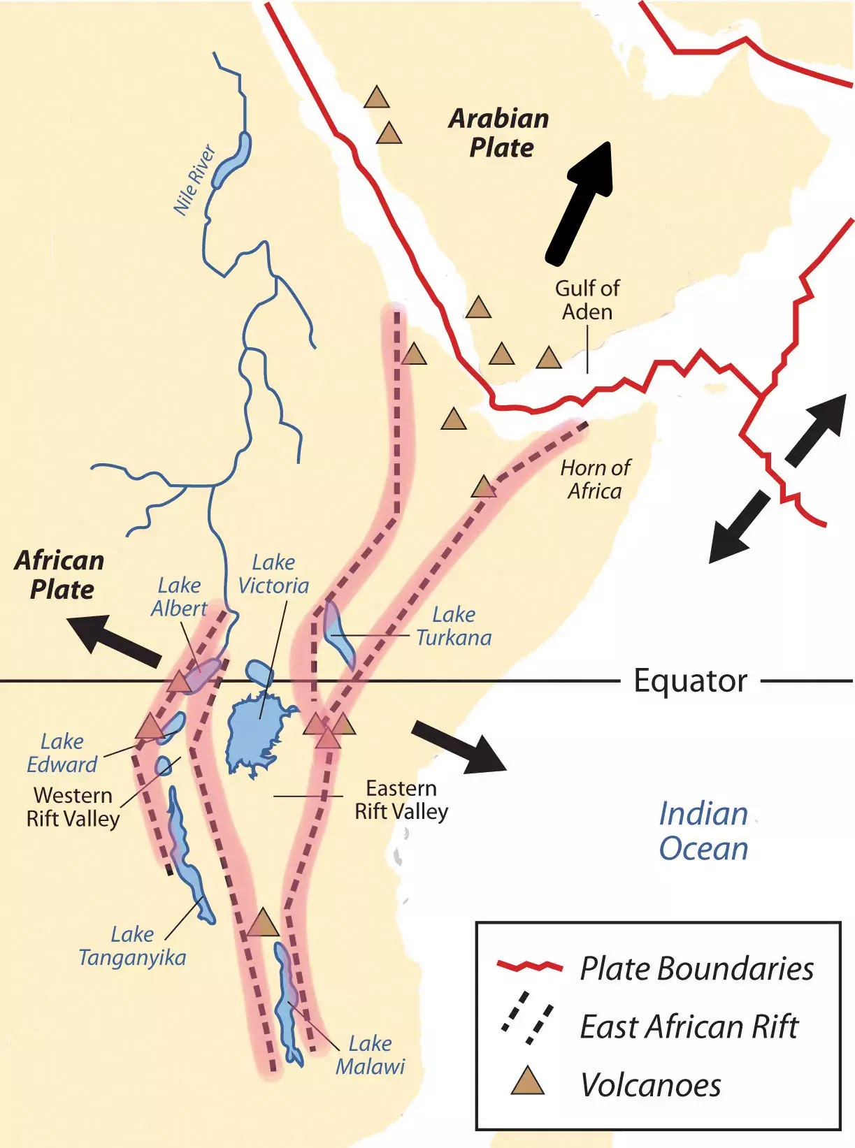 <p>EX: East African Rift</p><ul><li><p>normal faults of similar size</p></li><li><p>faults and earthquakes very localized</p></li><li><p>formed in very old tough crust</p></li></ul><p></p>
