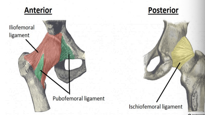 <p>Capsule = ligaments</p>