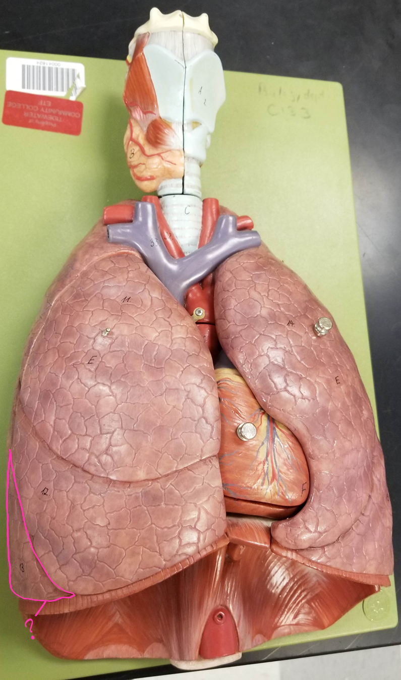 <p>what is outlined?</p>