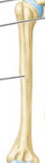 <p>Long bone in the upper arm that runs from the shoulder to the elbow.</p>