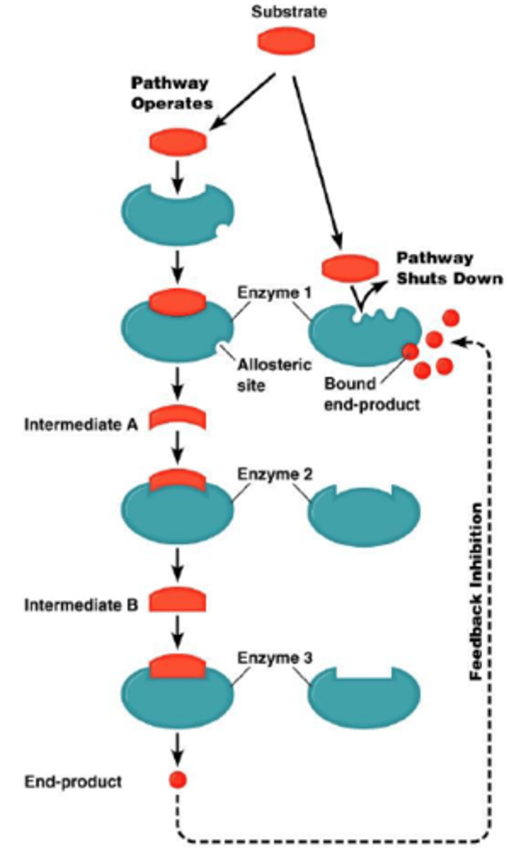 <p>The end product of pathway acts as an inhibitor for an enzyme in the pathway, thus slowing it down.</p>