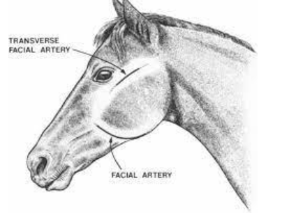 <p>horse: transverse facial, or facial artery (if under GA)</p><p>foals: dorsal metatarsal artery</p><p>cattle: auricular artery</p><p>calves: brachial artery</p>