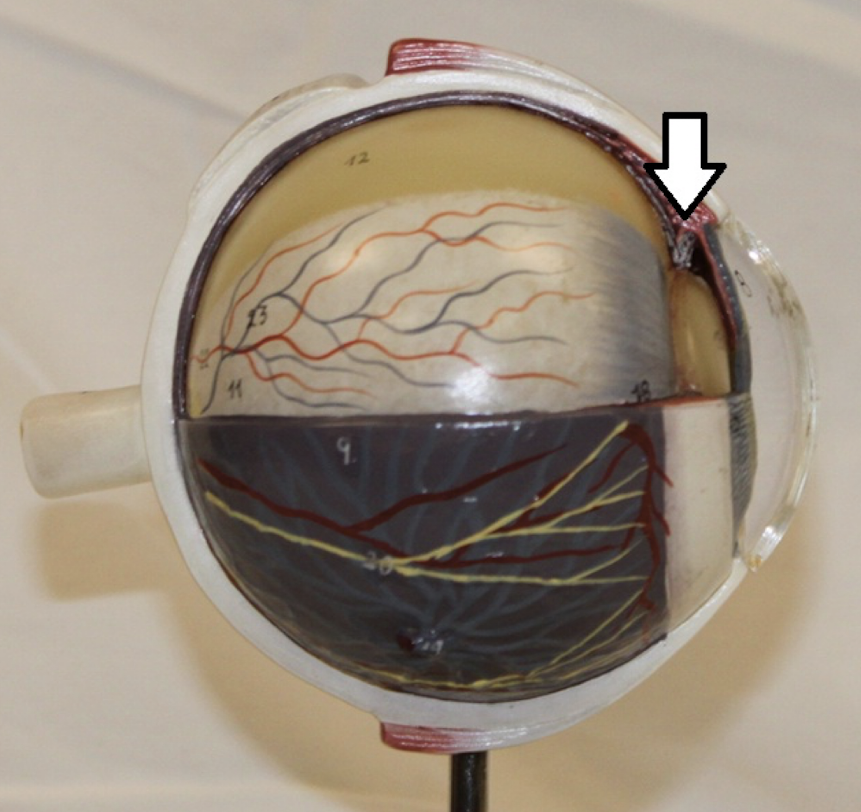 <p>identify the structure (pink area)</p>
