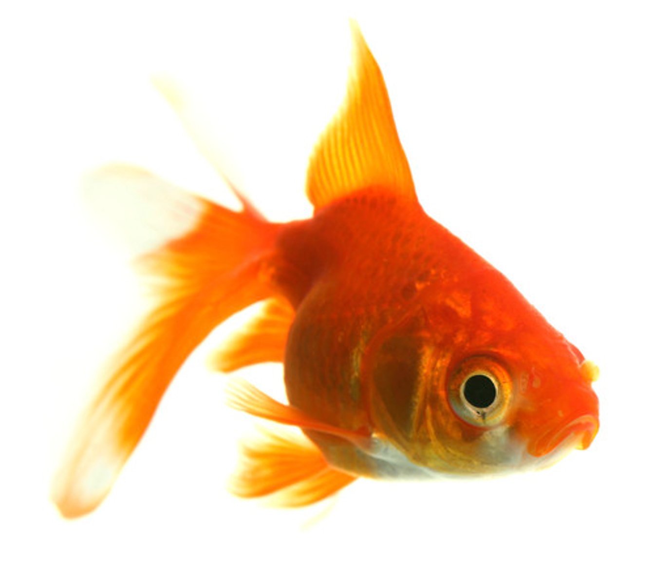 <p>goldfish</p>