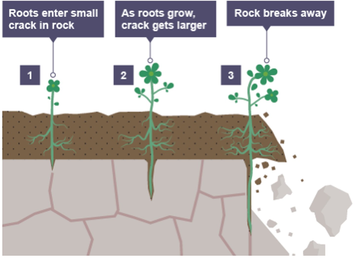 <p>. plant roots can get into small cracks in the rock</p><p>. as the roots grow, the cracks become larger</p><p>. this causes small pieces of rock to break away</p>
