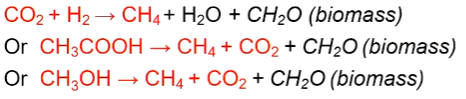 <p>Only carried out by archaea</p><p>Autotrophic or heterotrophic (using acetate)</p><p></p>