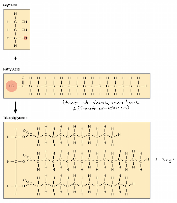 <p>Ch 5 : Lipids</p>