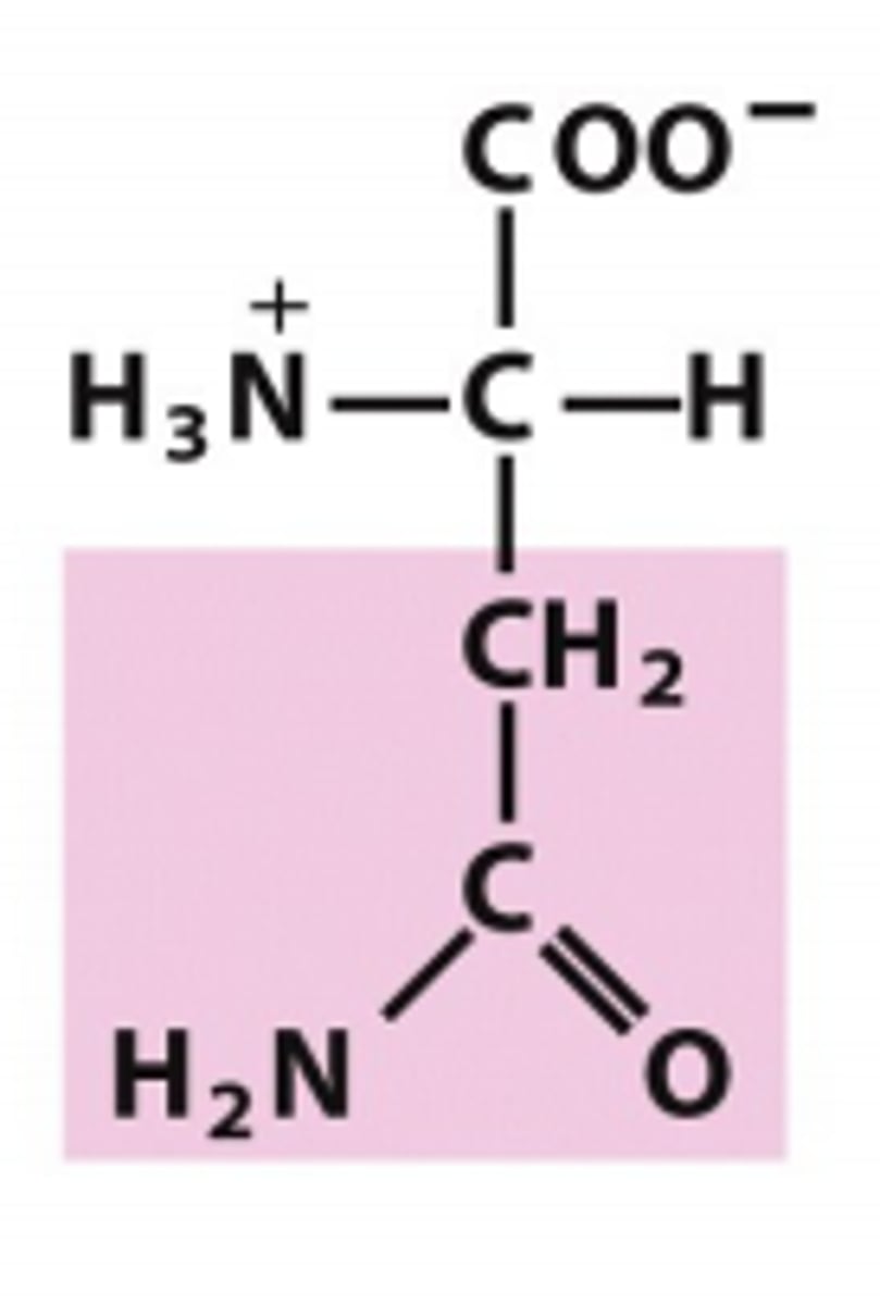 <p>Which amino acid is this?</p>