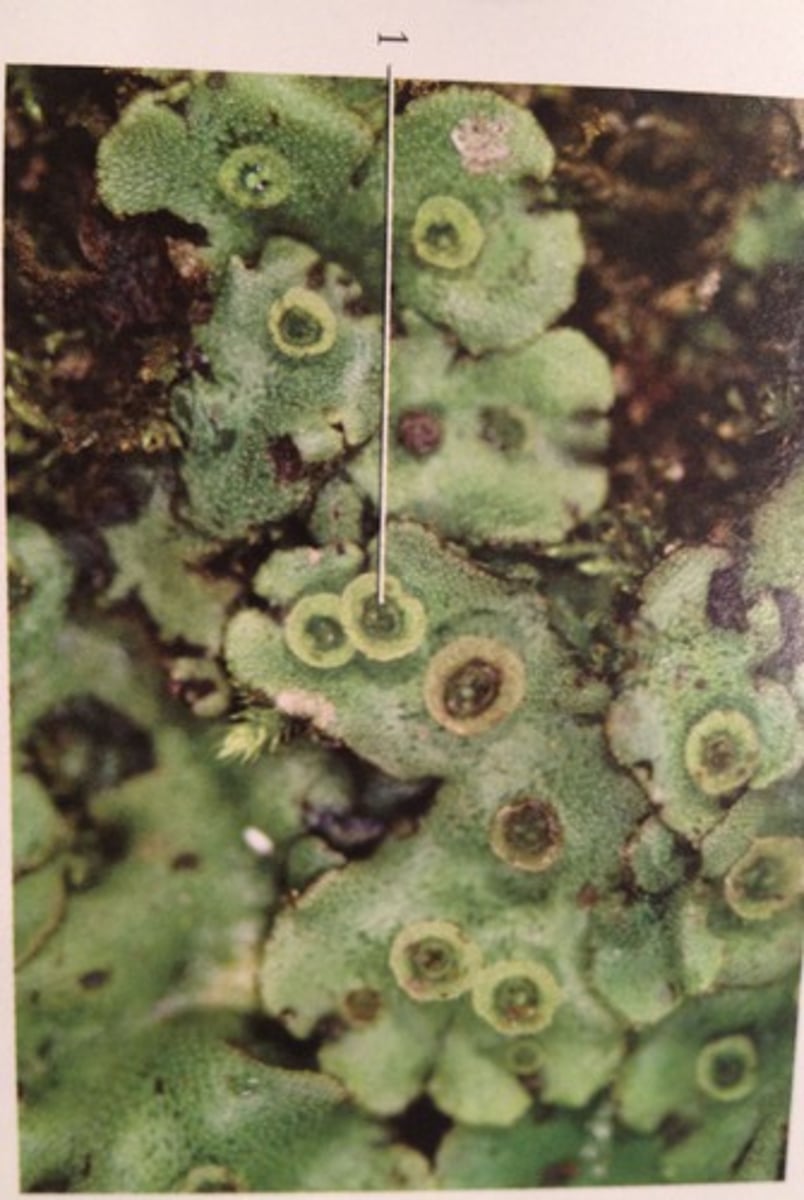 <p>Thallus flat mass of tissue, Dominant phase of the life cycle is the haploid gametophyte • Pores on the upper surface allow for gas exchange, Asexual reproduction, Gemma cups Produces clones of the plant Sexual reproduction • Antheridia (male) and archegonia (female) produce sperm and egg, respectively</p>