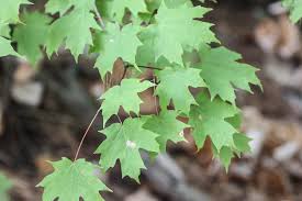 <p>Bark is smooth in youth, becoming quite shaggy with age.</p>