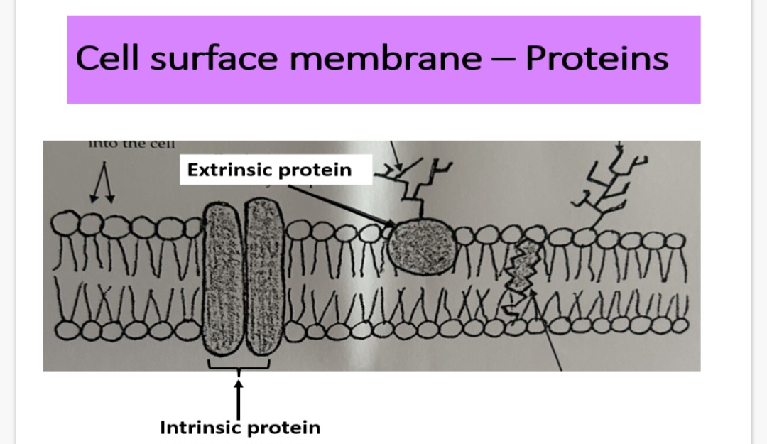 <p>Info:Proteins are interspersed throughout the cell surface membrane and they are embedded in the phospholipid bilayer in two main ways:  •Extrinsic  •Intrinsic</p><p class="has-focus">Cell surface membrane- Proteins Extrinsic:</p><p class="has-focus is-empty">Extrinsic proteins occur on the …1? of the bilayer and NEVER extend completely through it.</p><p class="is-empty has-focus">They:</p><p class="has-focus is-empty">• Give mechanical support to the membrane</p><p class="has-focus is-empty">• Act as cell receptors, in conjunction with …2?, for molecules such as …3?</p><p class="is-empty has-focus"></p><p class="is-empty has-focus">Cell surface membrane- Proteins intrinsic:</p><p class="is-empty has-focus">Intrinsic protein span the phospholipid bilayer from one side to the other.</p><p class="is-empty has-focus">Protein channels -…4? filled tubes which allow water soluble ions to …5? across the membrane</p><p class="is-empty has-focus">Carrier proteins - these bind to ions or molecules like glucose and amino acids, then change …6? in order to move these molecules across the membrane</p>