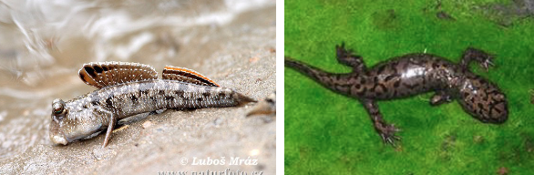 <p>amphibians, and later reptiles, birds and mammals</p>