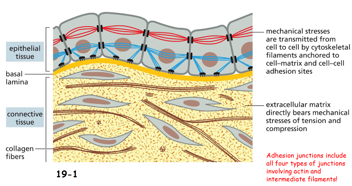 <p>In epithelial tissue, cytoskeletons link from cell to cell through <strong>adhesion junctions</strong>.</p><p><strong>Cell-matrix junctions</strong> attach epithelial tissue to the connective tissue</p>