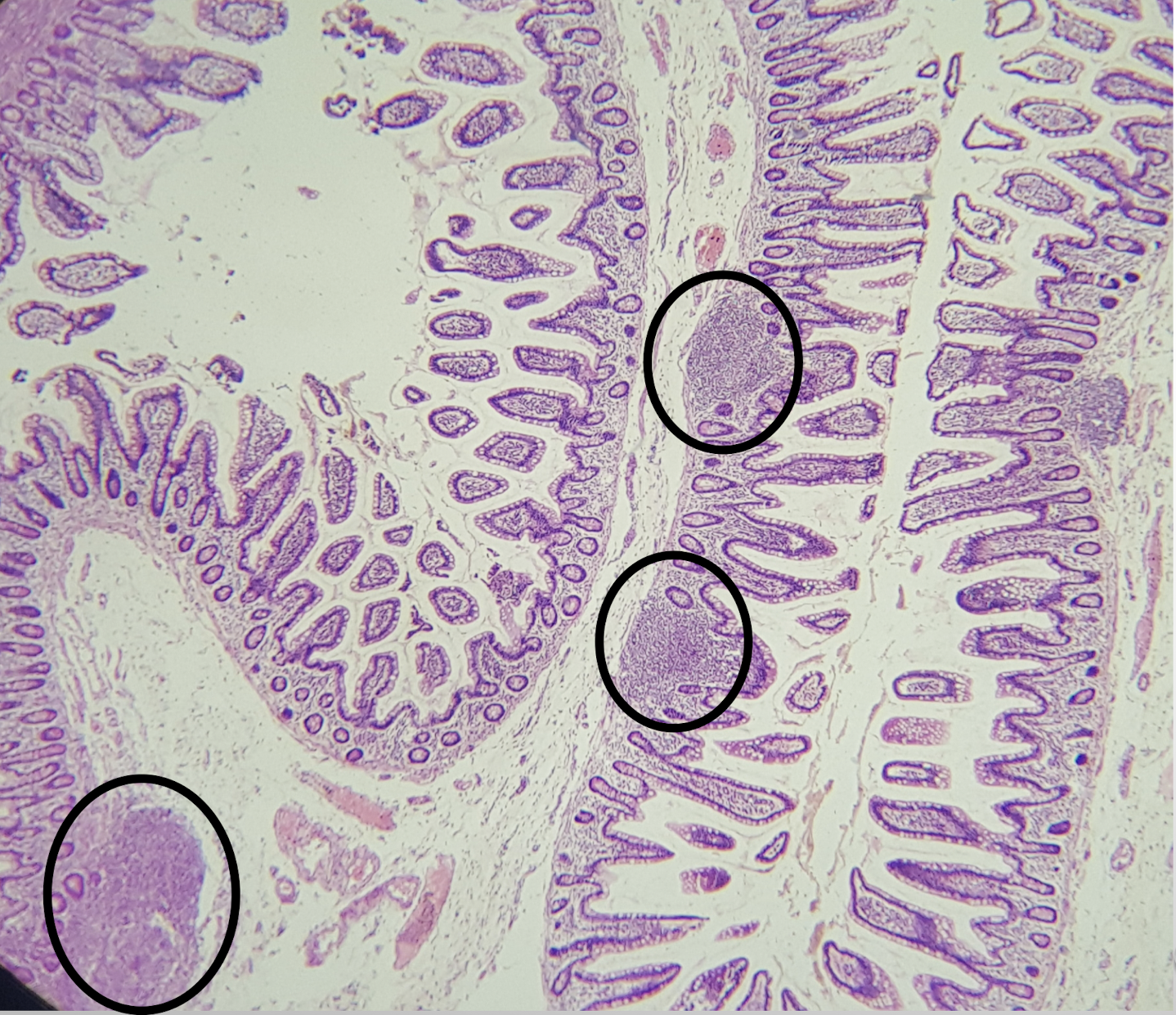 <p>Identify the structure and its characteristic feature</p>