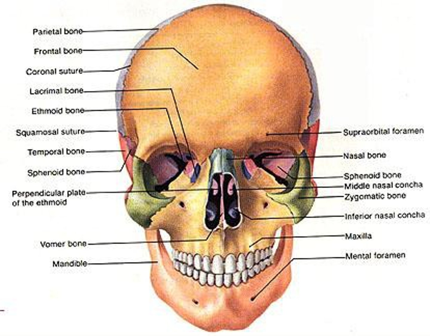 <p>Cant see on the front or back of the skull model</p>