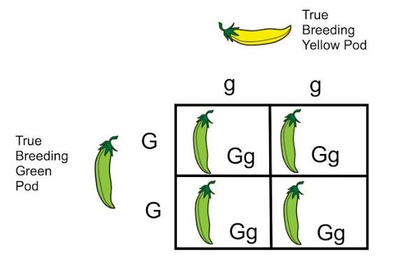 <p><span><span>A genetic cross between two individuals that </span></span>examines the inheritance of a single gene or trait</p>