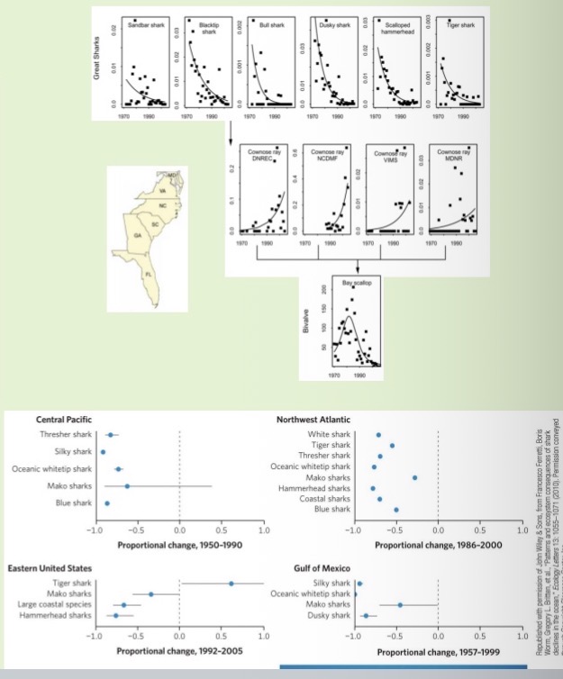 <p><span><span>The data in the top figure show a decline in shark abundances along the east cost of the United States from the 1970s to the mid-1990s, along with a concordant increase in mesopredators and a decline in scallop abundances. Do the shown data indicate top-down or bottom-up control? Why?</span></span></p>