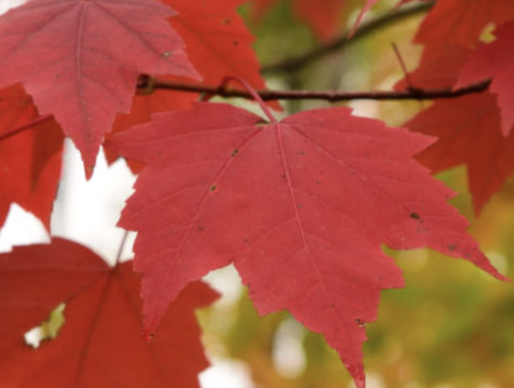 <p><em>Acer rubrum</em></p><ul><li><p><strong>teeth on margin</strong></p></li><li><p><strong>red petiole or green petiole</strong></p></li><li><p><strong>no fruit in fall</strong></p></li><li><p>similar bark, not as brown, outer limbs more smooth</p></li><li><p><strong>red outer stem on young leaf</strong></p></li><li><p>red leaves</p></li><li><p>not very shade tolerant</p></li></ul><p></p>