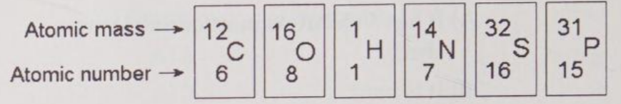<p>How many electrons does an atom of sulfur have in its valence shell?</p><p>A) 4</p><p>B) 6</p><p>C) 8</p><p>D) 16</p><p>E) 32</p>