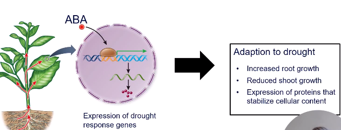 <p>ABA causes stomata to close, conserving water in leaves </p><p>The signalling pathway also causes the expression of drought response genes which lead to increased root growth, reduced shoot growth - allowing the plant to extract more water from soil</p><p>Due to extreme water deficits, the membrane integrity is reduced, which may affect the folding of proteins in the ribosomes where they can become clumped together and lose function. To mitigate these effects, the pathway activates genes which encode for hydrophobic proteins. These proteins then bind to membrane proteins and other cellular proteins to stabilise them, preventing clumping and thus maintaining activity.</p>