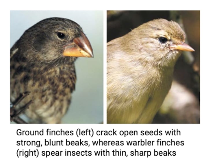 <p>Beak shape adaptations <br>-variation in beak shape influences a species' food sources (e.g. seeds, insects, and cactus flowers) and their mechanisms of feeding.<br>-diversity due to descent with modification</p>