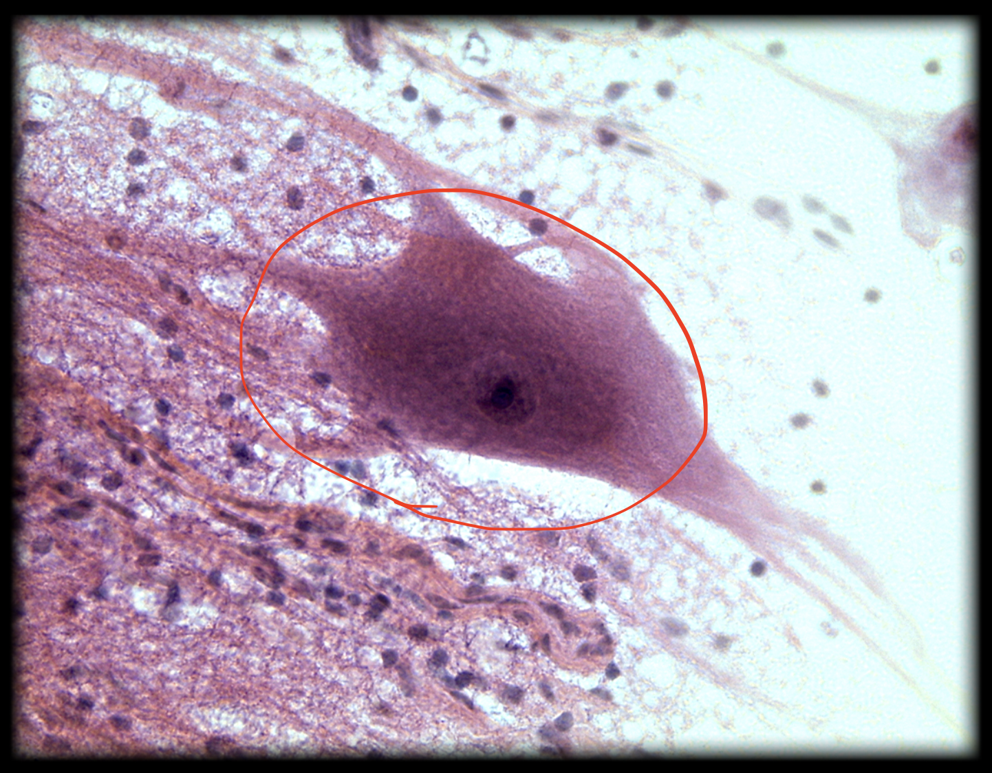 <p>What structure is shown?</p>